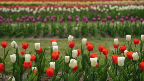 Vibrant Tulip Field in Full Bloom