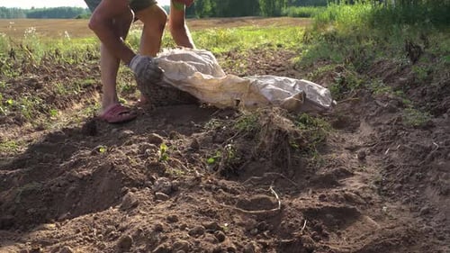 Worker pour basket full of potatoes into white bag in middle of field, potato harvesting