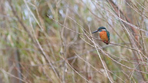 A Male Common Kingfisher Resting on a Branch.