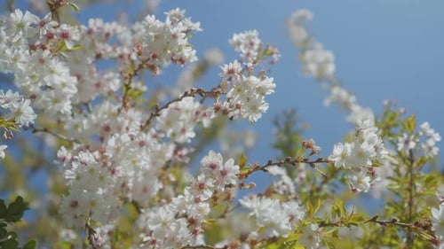wild plum tree flower bossoming to full bloom on a light blue background in spring, with stabilized