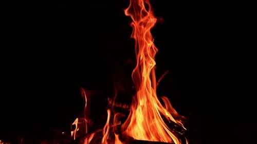 Wooden sticks are burning in the fire. Orange hot flames stretching up in the air. Black backdrop.