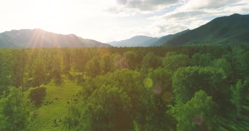 Aerial View Low Flight Above Evergreen Pine Tree Landscape with Endless Mountain Forest at Sunny