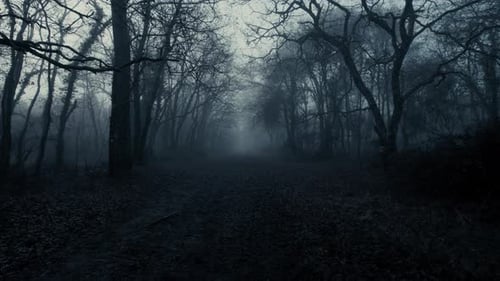 Scary misty forest scene with bare trees in silhouette and a leafy path.