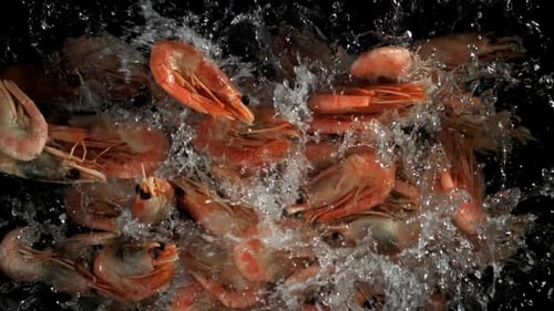 The Shrimps Fall Into the Water Filmed on a Highspeed Camera at 1000 Fps
