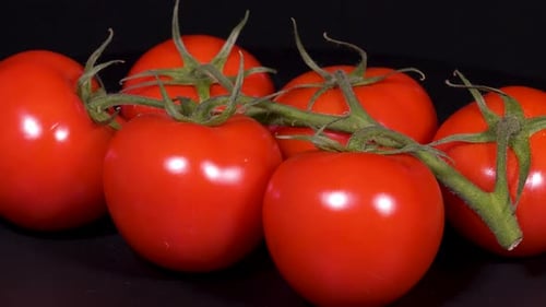Ripe Tomatoes on Branch Close Up