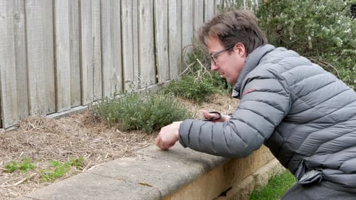 Man snipping thyme plant with scissors in home herb garden.