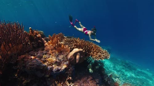 Woman Freediver Swims Underwater in the Tropical Sea