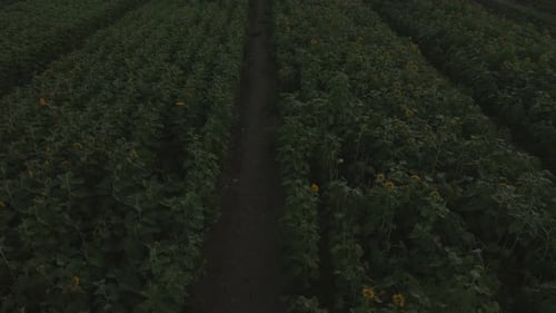 Aerial view of sunflower fields, United States.