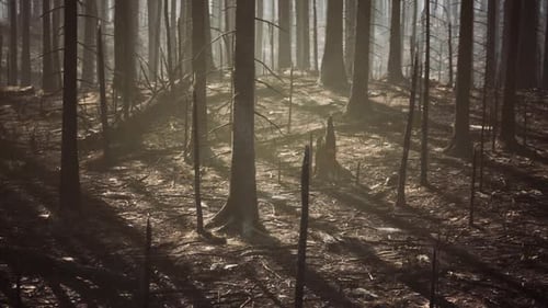 Burned Forest with Shadows and Remnants of Trees in Hazy Atmosphere