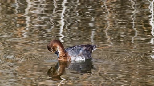 Common Pochard