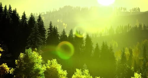 Morning Sunlight Filters Through the Forest Trees in a Serene Landscape