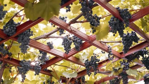Lush Grape Vines Growing on Wooden Structure