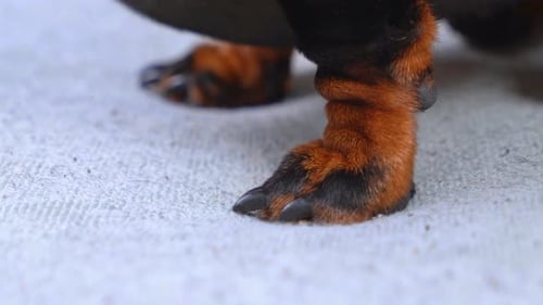 Un teckel aux longues griffes piétine le canapé gris dans un appartement