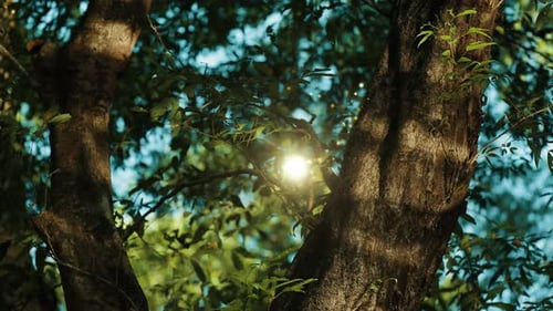 Flying Lights in a Magic Forest