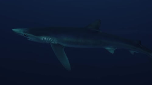 Shark Swimming in the Deep Blue Ocean