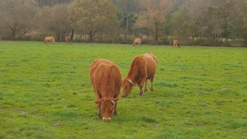 Two brown cows eating grass on green pasture. Dairy cows grazing on the green pasture. Milk farm bac