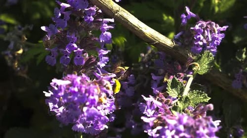 Bumble Bee Flying From Flower To Flower Slow Motion Up Close In Garden