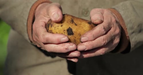 Dirty Potato Gently Held in Farmer's Hands