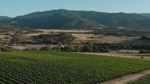 A drone flies over a Vineyard at the bottom of dry mountains.