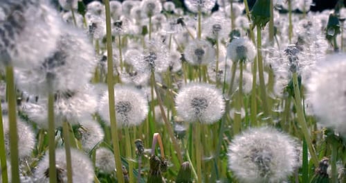 Fluffy Seeds dandelions Flying Over the Clearing. Shot on super slow motion camera 1000 fps.