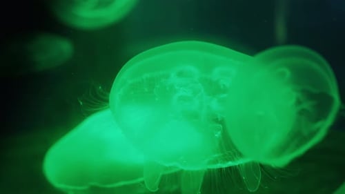 Jellyfish Illuminated By Green Light