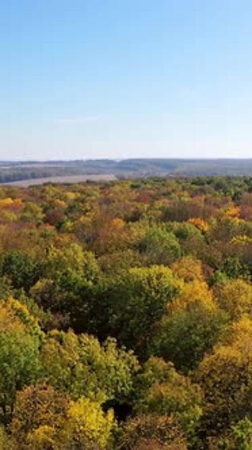 Aerial shot of forest landscape. Vertical video