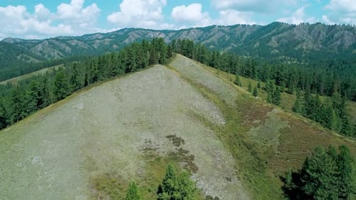 Aerial Panoramic View of Green Hills with Trees in Highlads of Altai Region Russia Beautiful Summer