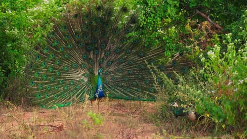 Peacock Displays Plumage to Peahen in Tropical Setting