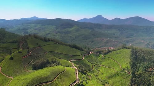 Vue par Drone du jardin de thé de Munnar