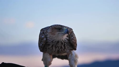 Falcon Standing on Falconer's Arm with Jesses on Its Legs with Blurred Black Sea and Mountains in