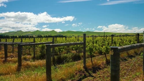 Beautiful green landscape with a vineyard and mountains in New Zealand.