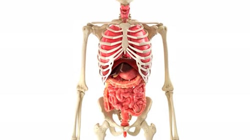 3D Animated Human Skeleton and Internal Organs Medical View