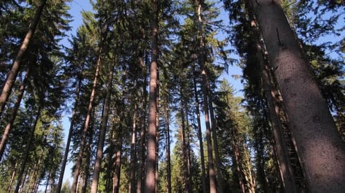 Green Morning Forest Tall Trees Camera Panning Between Trees in a Pine Forest