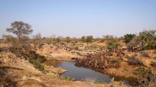 Búfalo africano en el Parque Nacional Kruger, Sudáfrica