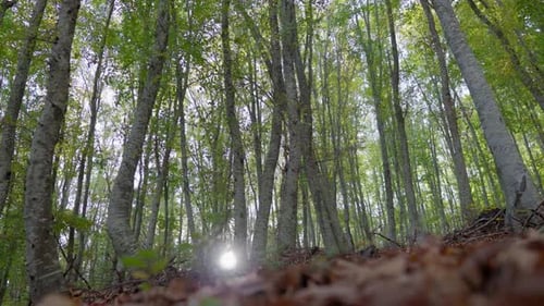 low angle shot tilt down autumn colours foliage forest tall trees Sunbeam