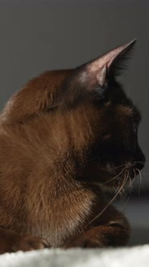 Portrait d'un chat birman. Joli chat brun de race pure allongé sur un tapis douillet
.