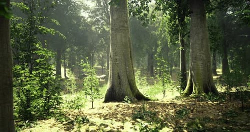 Lush Green Forest with Sunlight Filtering Through Trees and Undergrowth