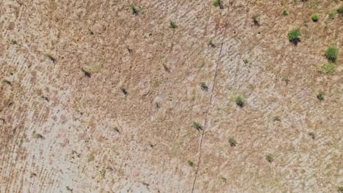 Aerial view of dry terrain with sparse vegetation in a sunny landscape