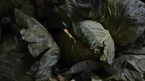 Fresh Green Cabbages in a Pile
