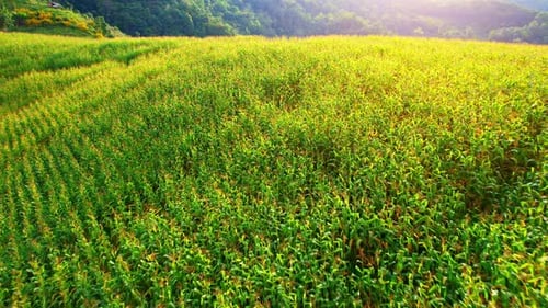 Aerial View of Farm Fields in Rolling Green Hills