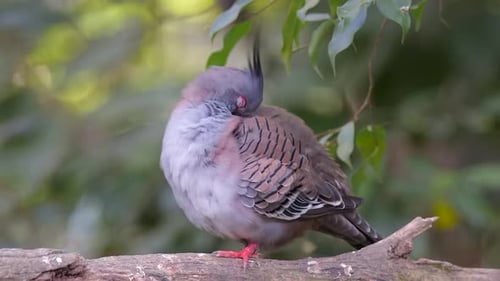 A Crested Pigeon (Ocyphaps lophotes) is grooming itself on a tree branch, up and fixed shot, blurred