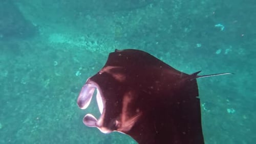 Large Manta Ray Above Reef in Tropical Waters of Nusa Penida
