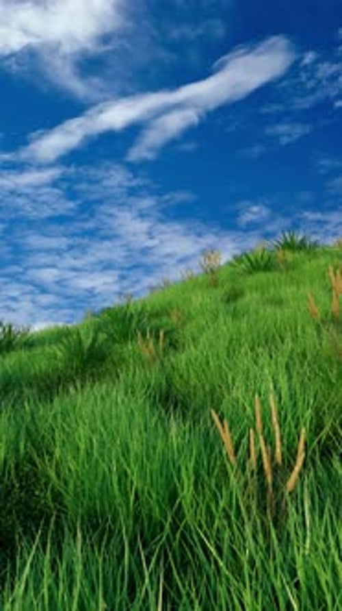 3D Timelapse Animation for Reels of a Vibrant Green Hill Covered in Dense Grass and Ferns Under