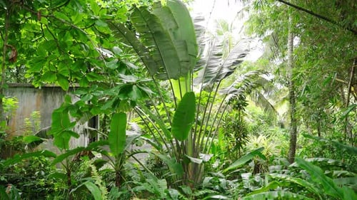 Tropical Jungle Scene with Rich Greenery and Diverse Plant Species Vibrant Foliage Thrives in