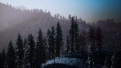 Misty Fog in Pine Forest on Mountain Slopes