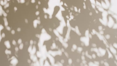 Transparent Soft Light and Shadows From Branches Plant Foliage and Leaves Morning Sunlight and Tree