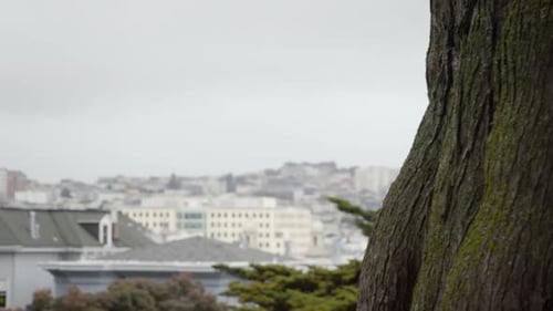 Cityscape view through a large tree trunk