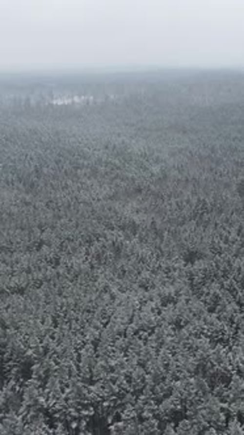Vertical Video Aerial View of Endless Spruce Winter Forest During Snowfall