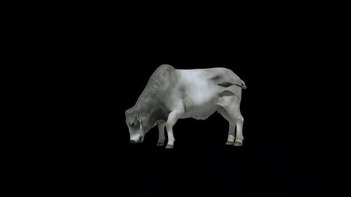 Boucle de boisson Brahman Cow
