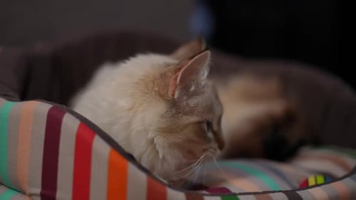 Sleepy Cat Relaxing in Colorful Bed